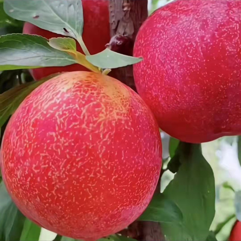 嫁接美人醉李子树苗脱骨李蜂糖李冰糖李清脆李脆红李盆栽地栽包邮