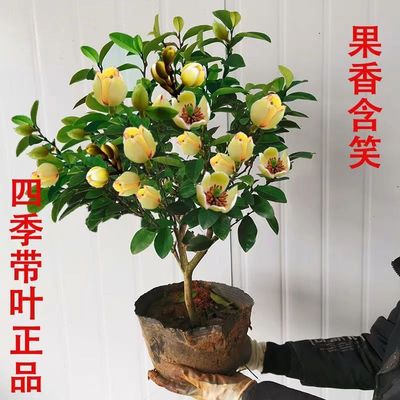 含笑花盆栽树苗室内室外阳台浓香型带花苞香蕉花庭院耐寒耐旱植物
