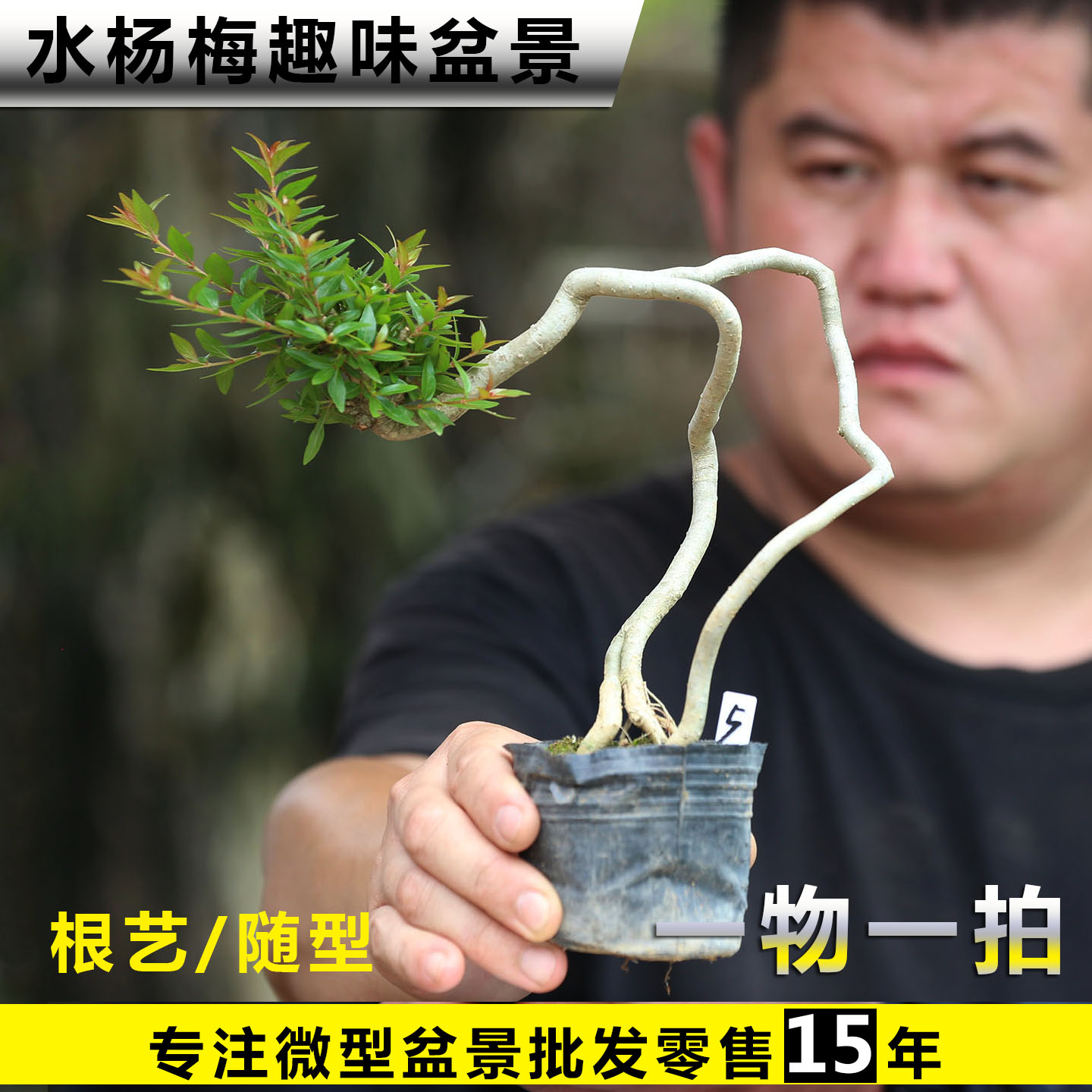 微型水杨梅盆景老桩一物一拍提根艺飘枝文人造型水杨梅禅意盆景花