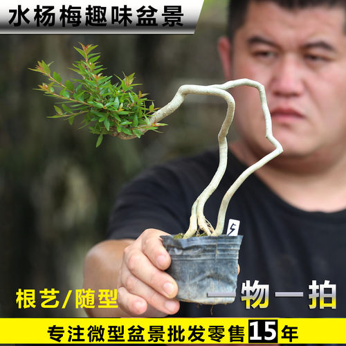 微型水杨梅盆景老桩一物一拍提根艺飘枝文人造型水杨梅禅意盆景花