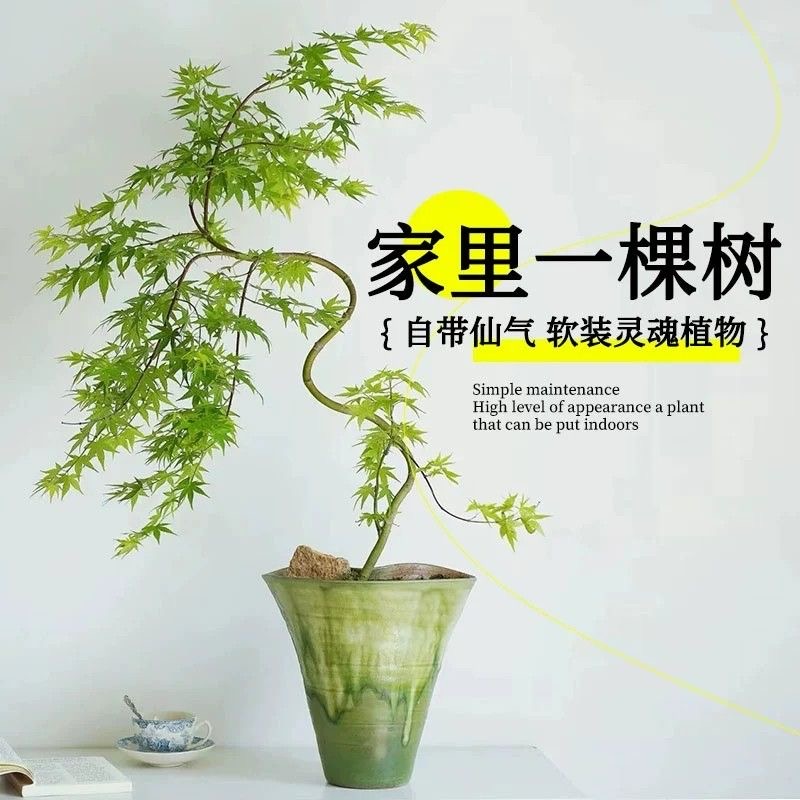 黄金枫树流泉枫盆栽绿植书房客厅室内垂枝红羽毛枫树网红青流泉枫