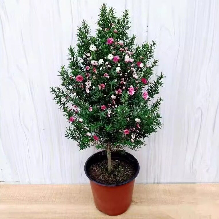 澳洲松红梅盆栽阳台四季一树多色带花苞客厅庭院耐寒绿植耐寒花卉图片