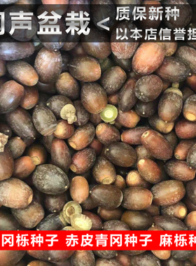 新采青冈栎种子 赤皮青冈 麻栎种子青冈树种子籽 槲栎 紫心木种籽