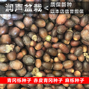 新采青冈栎种子 赤皮青冈 麻栎种子青冈树种子籽 槲栎 紫心木种籽