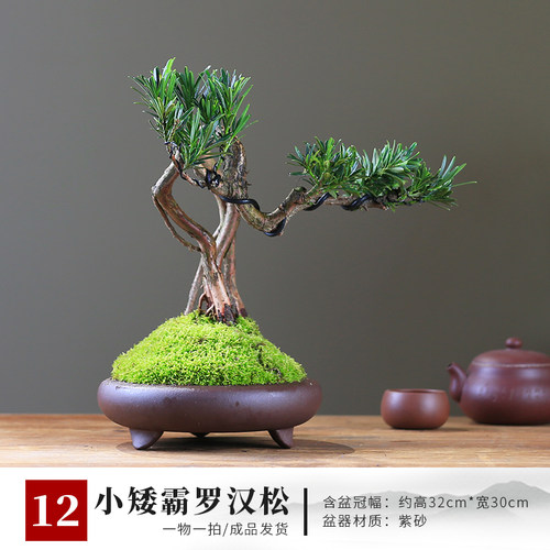 矮霸罗汉松盆栽精品庭院高端绿植盆景客厅桌面室内植物一物一拍