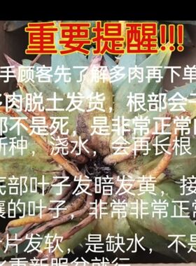稀有超大30厘米旋转女王芦荟 多肉植物绿植盆栽 去甲醛趣味室内