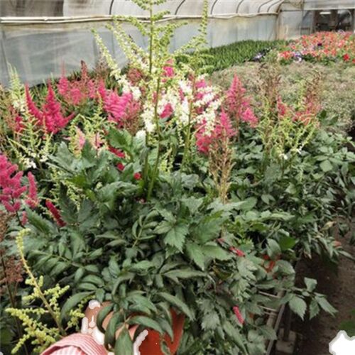 进口落新妇盆栽花苗花镜植物花卉宿根耐冻观赏价值高庭院别墅包邮