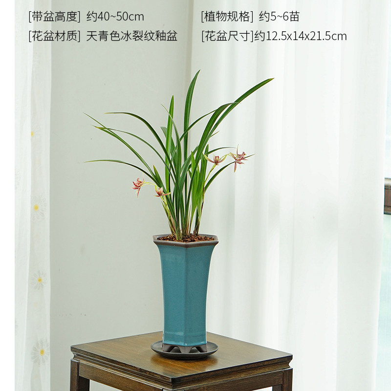 玉红双娇逸红国魂兰花草国兰建兰桌面中式高端盆栽花卉盆景香味