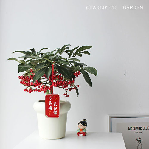 夏洛特花园 富贵籽 年宵花 室内观果植物  室内绿植盆栽 新年礼物