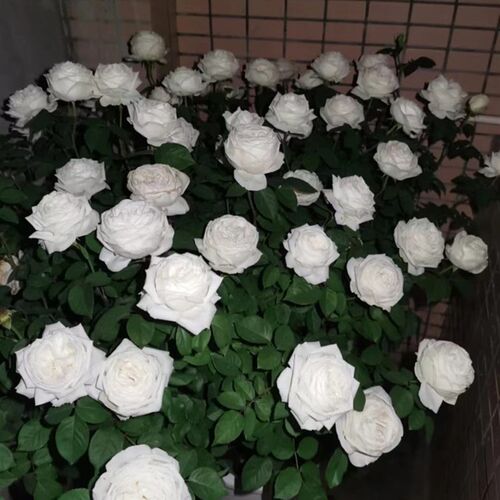 大灌木月季盆栽新品切花玫瑰花苗浓香大花耐热耐寒四季开花