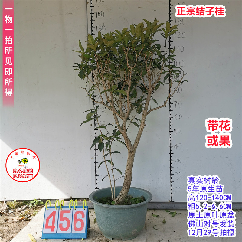 桂花苗正宗结子桂花四季开花味清新自然南方阳台庭院盆栽地栽树苗