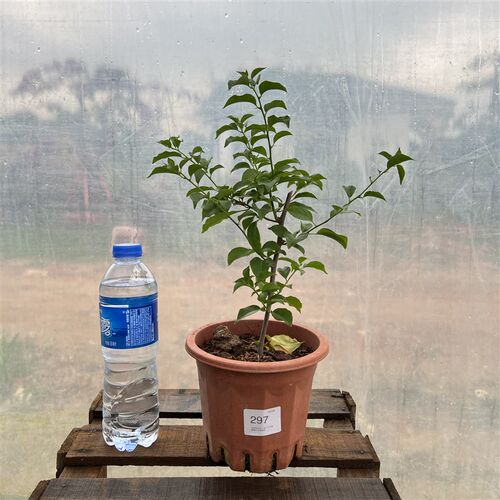 三角梅 卡亚塔 阳台花苗花卉四季阳台开花植物盆栽庭院