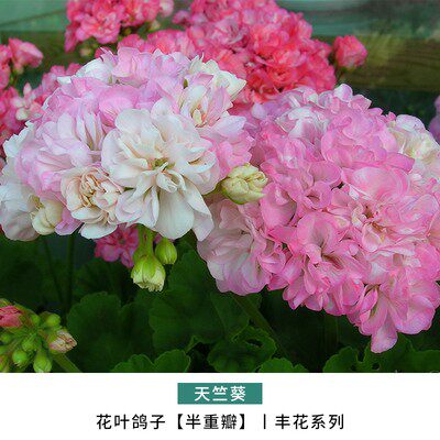 重瓣天竺葵盆栽花苗大花四季开花不断洋绣球苗室内阳台好养的花卉