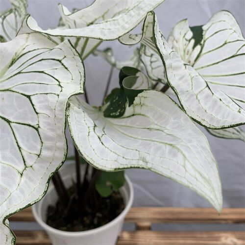 阳春白雪 彩叶芋绿植热植净化空气阳台办公室观叶好养盆栽