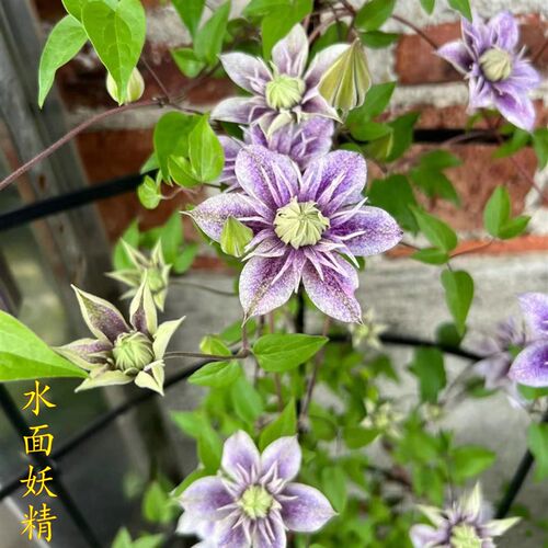 铁线莲盆栽大苗爬藤植物花苗庭院花卉耐寒四季开花重瓣攀援植物