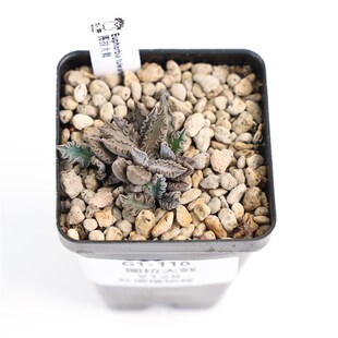 【朴原】图拉大戟 Euphorbia tulearensis 潮流块根多肉盆栽绿植