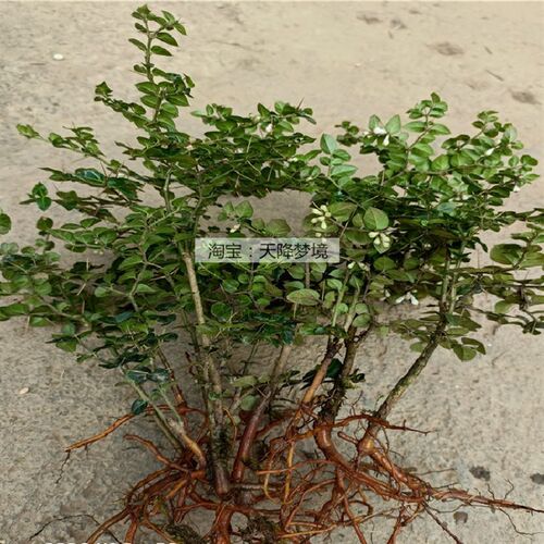现挖小叶虎刺苗 微型山水盆景 绿植小盆栽  绣花针虎刺苗伏牛花苗