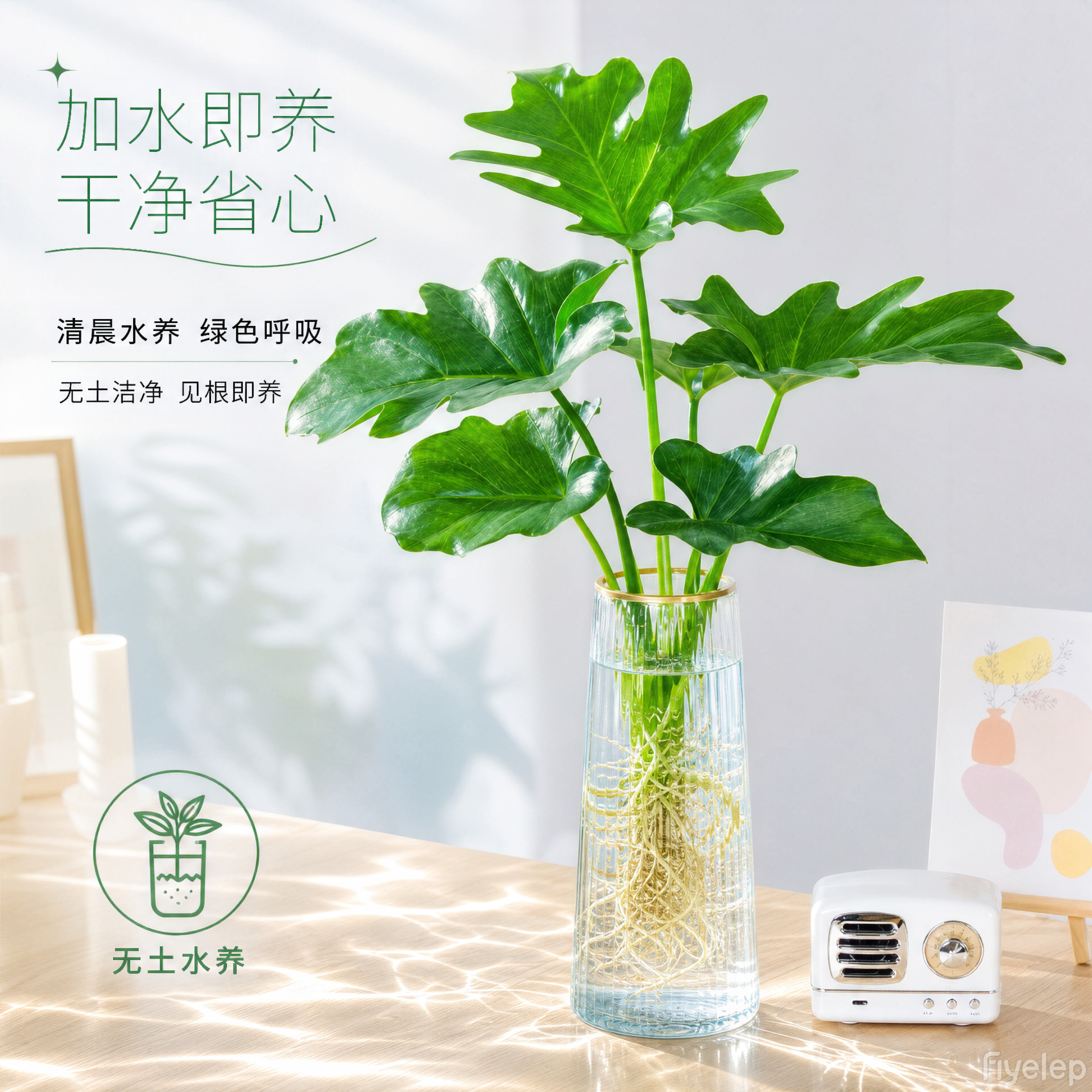春羽水培植物盆栽室内客厅办公室桌面水养花卉春雨龟背竹好养绿植