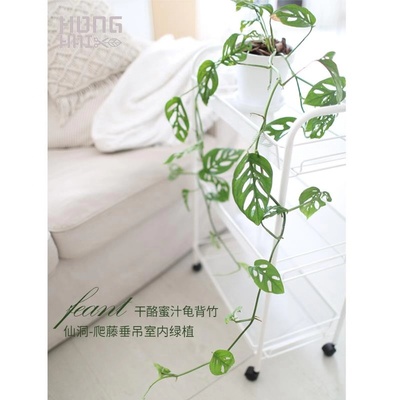 极速爬藤垂吊仙洞巨洞芝士干酪蜜汁洞洞J龟背芋室内盆栽绿植净化