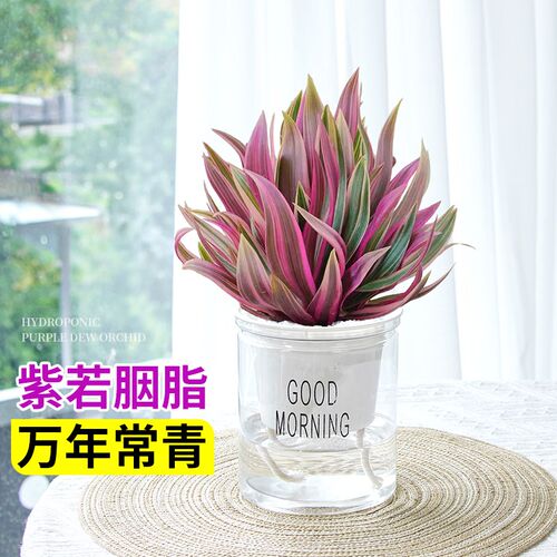 热销油画婚礼e吊兰 紫露兰 多肉植物绿植盆栽盆景老桩水培水养花