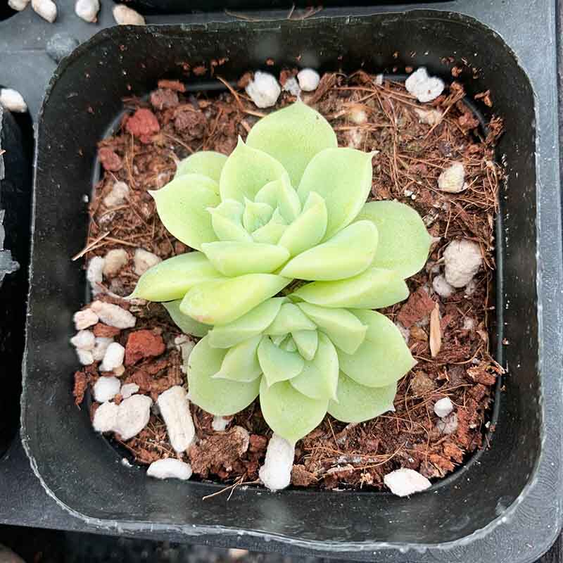 韩货女王玫瑰实拍群生多肉植物进口小贵货O一拍一物好养新萌肉