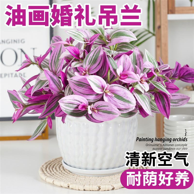 热销油画 画婚礼吊兰精品大苗室内阳台四季好养吊兰盆Z栽苗办公室