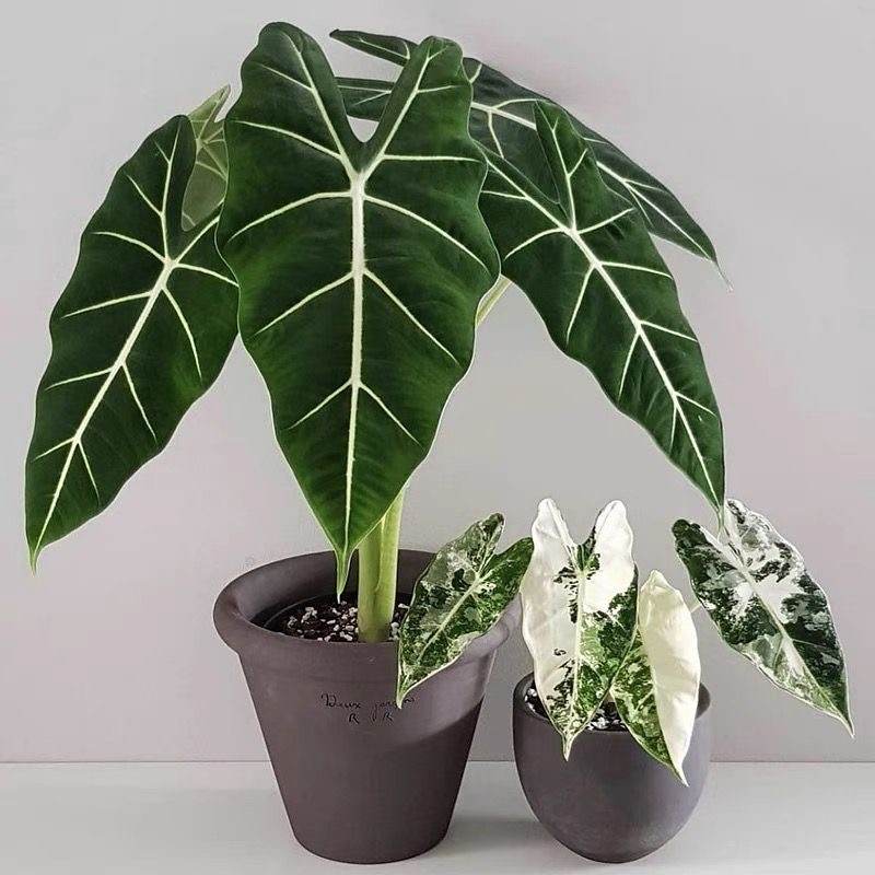 绿天鹅海芋盆栽室内大型观叶绿植网红大叶天鹅绒客厅四季常青好养