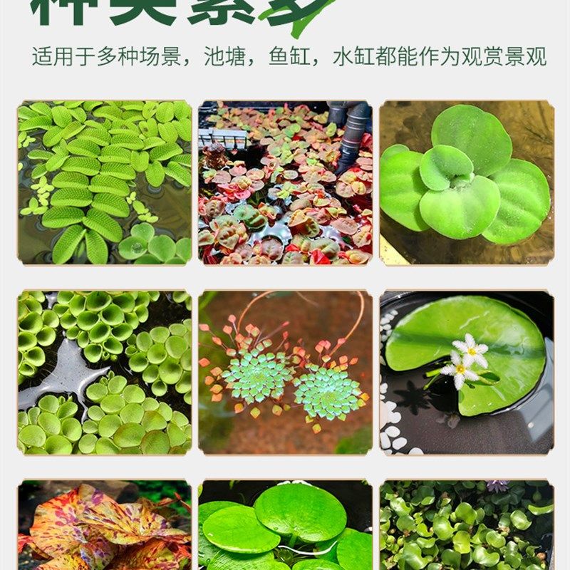 极速浮萍水草植物鱼缸造景冒泡水培一F叶莲水芙蓉水葫芦睡莲净水,鲜花速递/花卉仿真/绿植园艺,月季/蔷薇/玫瑰,淘宝优惠券,粉丝福利购,淘宝优惠卷