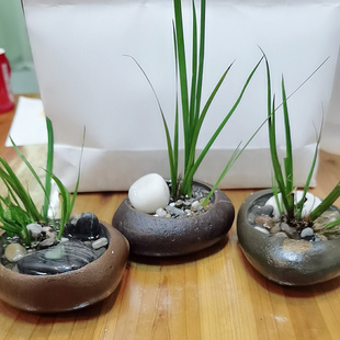 新品石头花盆天然鹅卵石s盆文竹发财树水培绿植铜钱草原生态大口