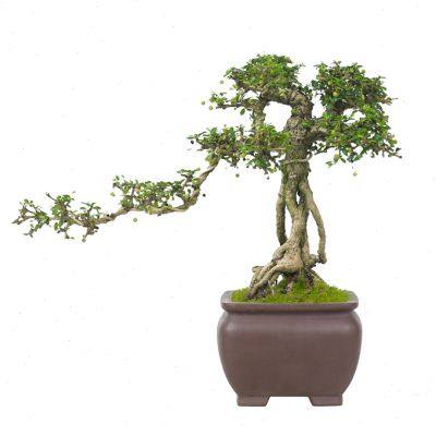 极速小叶福建茶老l桩提根造型盆景玄关办公室庭院观果常青好养造,鲜花速递/花卉仿真/绿植园艺,造型盆景,淘宝优惠券,粉丝福利购,淘宝优惠卷