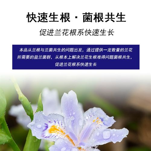 极速兰灵王兰菌灵益兰菌t兰花专用营养液肥料生根催花君子蝴蝶石