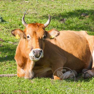 极速牛鼻环金属牛鼻圈 大号牛鼻钳不锈钢弹簧牛鼻圈 免Z打孔牛鼻