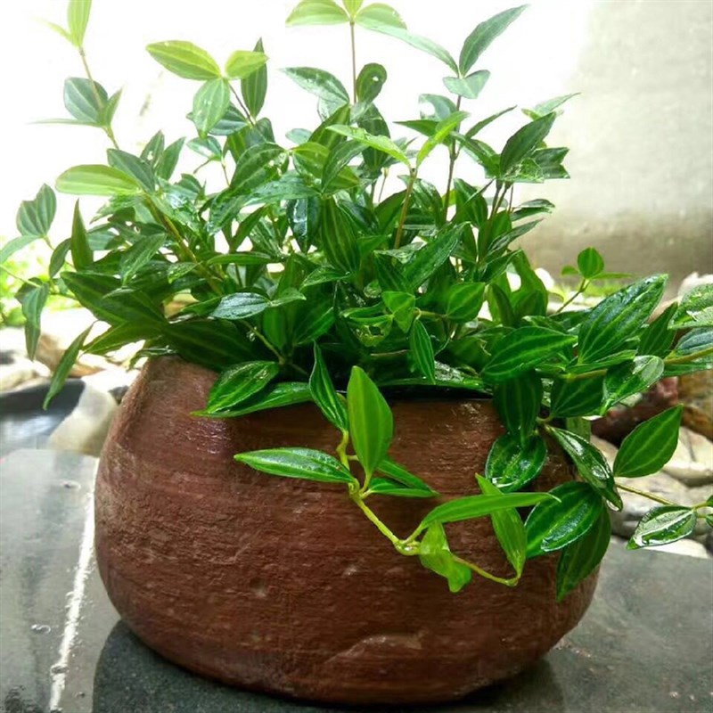 极速天然b石头花盆办公室创意个性原生态金钱草花器茶几小物件摆