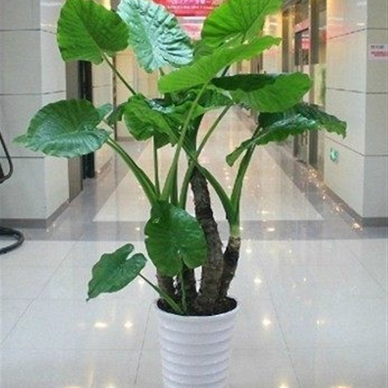 极速滴水观音绿j色观叶植物办公室客厅大型绿植盆栽花卉净化空气