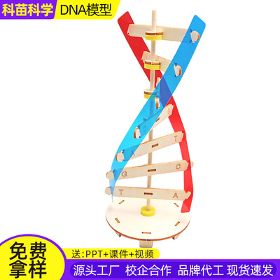 diy科技小制作人体基因DNA双螺旋模型 生物科学实验器材科普教具