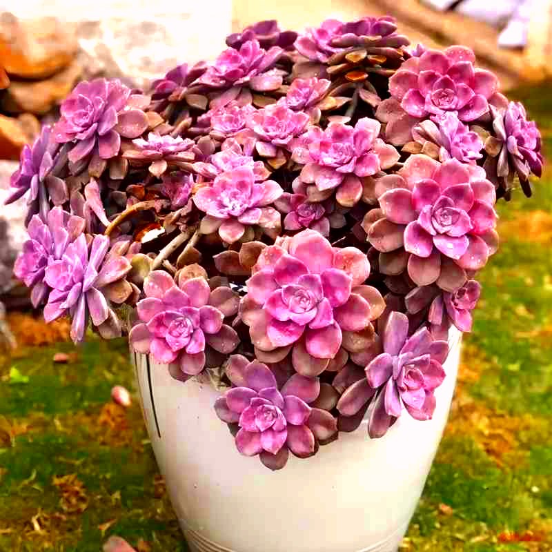 速发紫乐老桩多肉室头植物多内台窗台办公桌组合花卉盆栽景天科肉