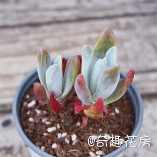 拇指仙女杯苹果叶多肉植物奴婢吉娜爱杜丽丝M初霜仙女杯白菊饺子