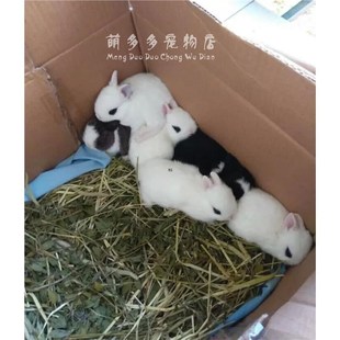 速发兔子活物侏儒兔小型茶杯迷你兔凤眼海棠兔纯种垂耳兔兔