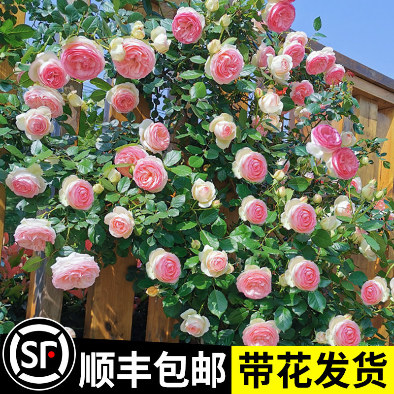 速发蔷薇花苗爬藤四季内室色龙沙宝石藤本月季盆栽粉开外裸根爬墙