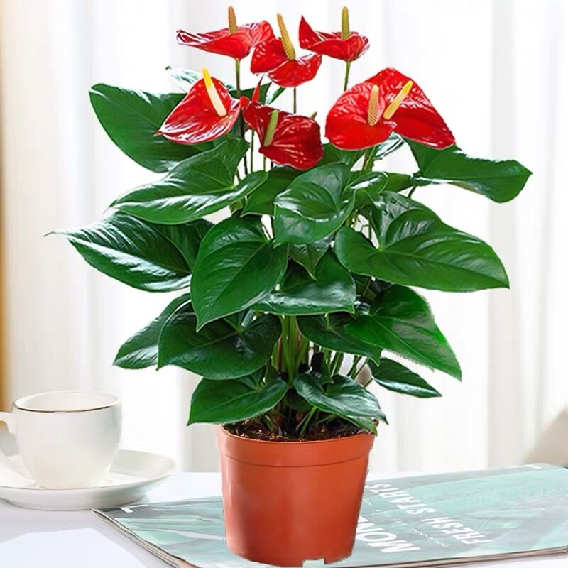 速发红掌盆栽大盆室内四季开花植物客办房间厅公桌面净化空好气养