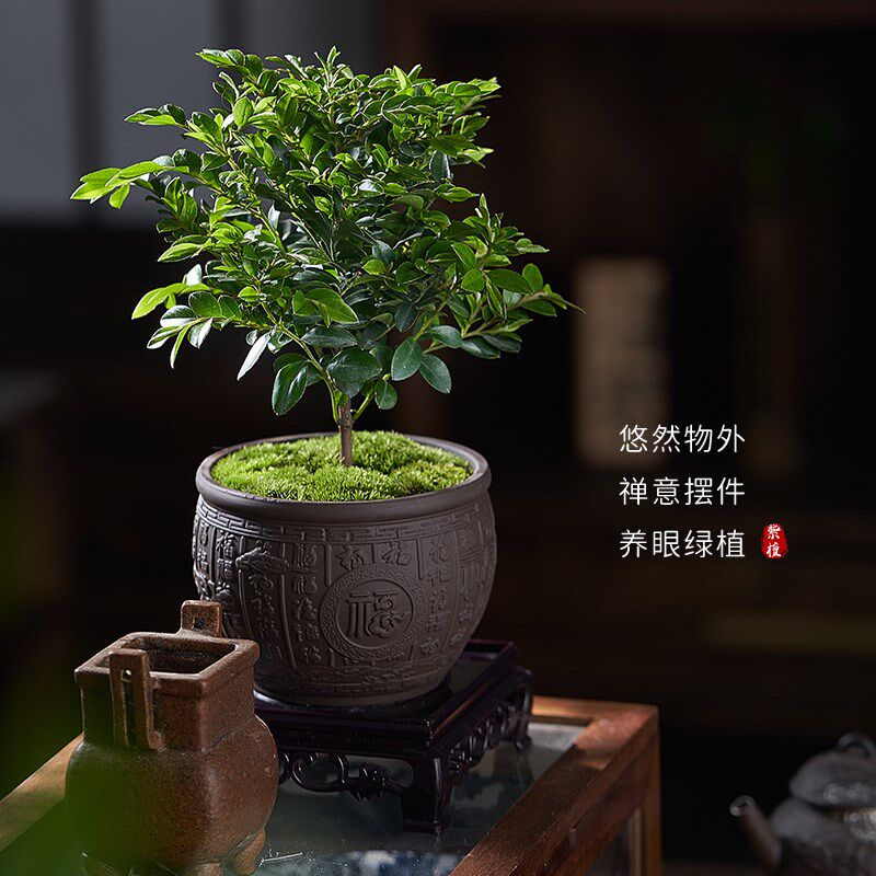 速发小叶紫檀老桩室内盆景客厅办公室桌面四季常青好养黑骨茶盆栽