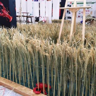 极速天然麦穗e干燥花花束稻穗水稻小麦稻谷拍照道具拍摄背景五谷