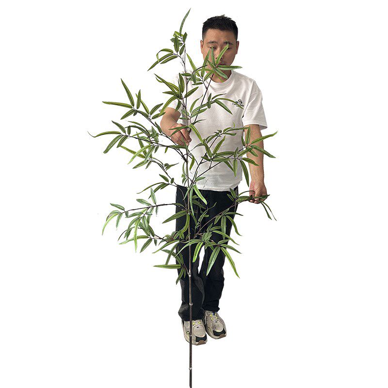 极速仿真b竹子绿植造景组合竹林景观布置室内假植物酒店橱窗装饰