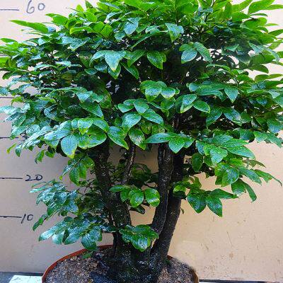 极速四季常青植物独桩小叶紫檀盆景树桩室内M客厅办公桌面绿植单