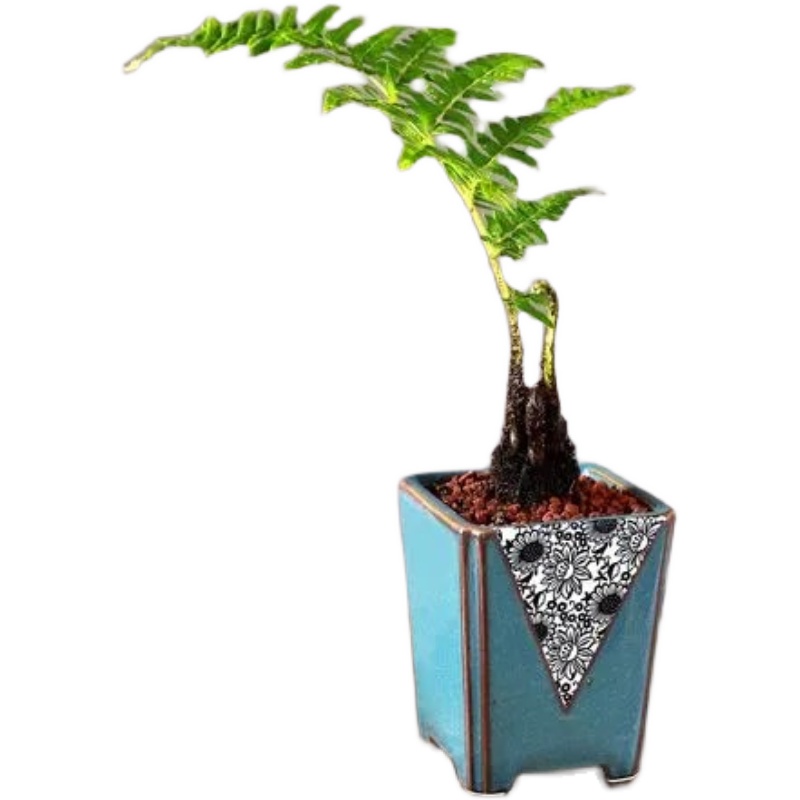 极速盆景胎e生狗脊蕨一叶蕨类植物老桩网红蕨室内绿植造景禅意中