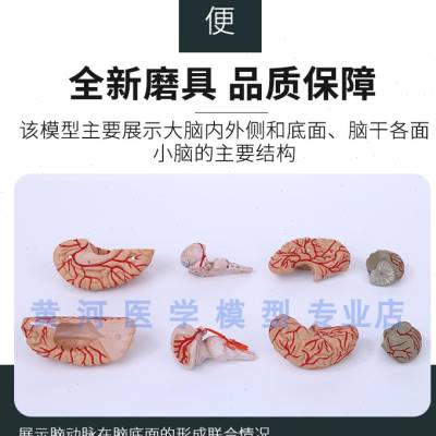 极速脑解剖模型 人体脑结构模型 大脑模型 M脑动脉血管分布 带数
