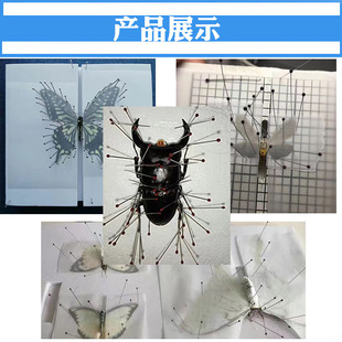 极速金属昆虫针定位针固定针展翅针蝴蝶昆虫蝉Q甲虫飞蛾标本制作