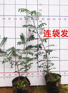 极速新品正宗云南清香q木盆景香叶树紫O油木苗芳香植物驱蚊盆栽绿