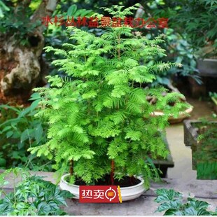 极速水杉盆景苗水杉丛林盆栽办公室绿植桌面植物木本W久生植物微