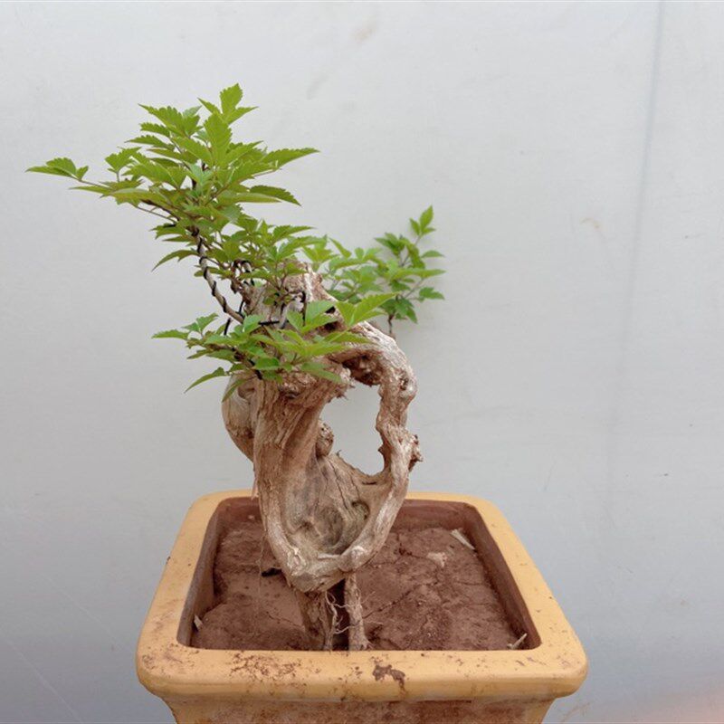 极速黄荆盆景舍w利镂空一张皮精品老桩